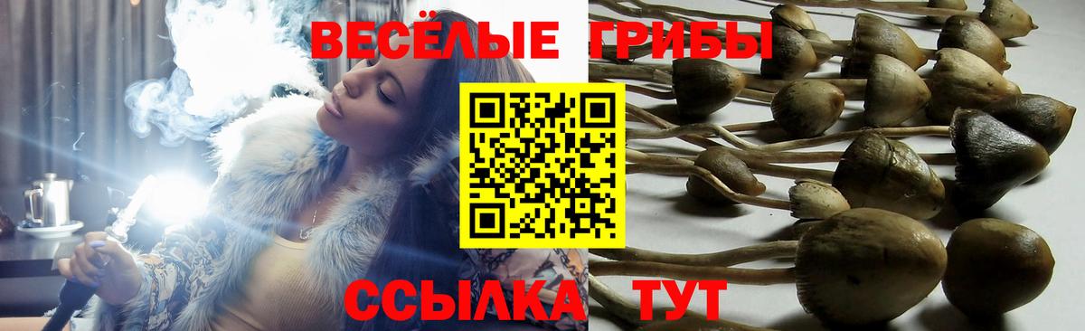 Псилоцибиновые грибы Cubensis Россия